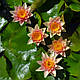 ЛАТАТТЯ, НІМФЕЯ "ПОМАРАНЧЕВА МІНІ" - рослина для міні ставка, водної клумби, ставочка у вазоні, фото 2