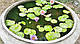 ЛАТАТТЯ, НІМФЕЯ "ПОМАРАНЧЕВА МІНІ" - рослина для міні ставка, водної клумби, ставочка у вазоні, фото 5