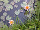 ЛАТАТТЯ, НІМФЕЯ "ПОМАРАНЧЕВА МІНІ" - рослина для міні ставка, водної клумби, ставочка у вазоні, фото 6