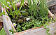 ОСОКА ПАЛЬМОЛИСТА ВАРІЄГАТНА - рослина для міні ставка, водної клумби, ставочка у вазоні, фото 3