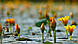 НІМФЕЙНИК ЩІТОЛИСТНИЙ, БОЛОТЯНИК - рослина для міні ставка, водної клумби, ставочка у вазоні, фото 4
