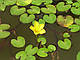 НІМФЕЙНИК ЩІТОЛИСТНИЙ, БОЛОТЯНИК - рослина для міні ставка, водної клумби, ставочка у вазоні, фото 10