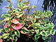 ХАУТТЮЙНІЯ ХАМЕЛЕОН - рослина для міні ставка, водної клумби, ставочка у вазоні, фото 4