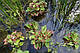 ХАУТТЮЙНІЯ ХАМЕЛЕОН - рослина для міні ставка, водної клумби, ставочка у вазоні, фото 5