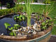 ХАУТТЮЙНІЯ ХАМЕЛЕОН - рослина для міні ставка, водної клумби, ставочка у вазоні, фото 6