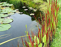ІМПЕРАТА ЦИЛІНДРІЧНА - рослина для міні ставка, водної клумби, ставочка у вазоні
