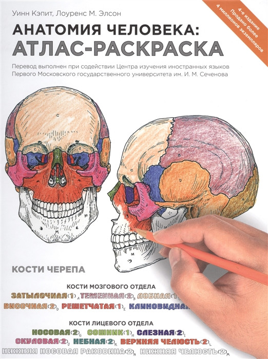 Анатомия Человека: Атлас-раскраска — Купить Недорого на Bigl.ua ...