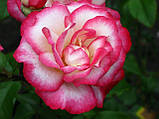 Троянда Хендель. Плетиста троянда., фото 4
