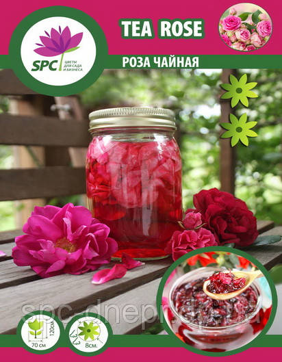 Троянда  чайна Tea Rose