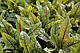 ЩАВЕЛЬ ДЕКОРАТИВНИЙ ВАРІЄГАТНИЙ - рослина для міні ставка, водної клумби, ставочка у вазоні, фото 10