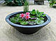 ЩАВЕЛЬ ДЕКОРАТИВНИЙ ВАРІЄГАТНИЙ - рослина для міні ставка, водної клумби, ставочка у вазоні, фото 6