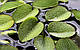 ВОДЯНА ПАПОРОТЬ, САЛЬВІНІЯ - рослина для міні ставка, водної клумби, ставочка у вазоні, фото 3