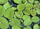 ВОДЯНА ПАПОРОТЬ, САЛЬВІНІЯ - рослина для міні ставка, водної клумби, ставочка у вазоні, фото 5