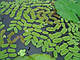 ВОДЯНА ПАПОРОТЬ, САЛЬВІНІЯ - рослина для міні ставка, водної клумби, ставочка у вазоні, фото 9
