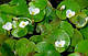 ВОДОКРАС, ЛЯГУШЕЧНИК - рослина для міні ставка, водної клумби, ставочка у вазоні, фото 4