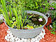 ВОДОКРАС, ЛЯГУШЕЧНИК - рослина для міні ставка, водної клумби, ставочка у вазоні, фото 8
