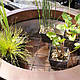 ВОДОКРАС, ЛЯГУШЕЧНИК - рослина для міні ставка, водної клумби, ставочка у вазоні, фото 6