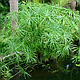 ЦИПЕРУС, СИТЬ - рослина для міні ставка, водної клумби, ставочка у вазоні, фото 2