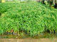 ЦИПЕРУС, СИТЬ - рослина для міні ставка, водної клумби, ставочка у вазоні, фото 3