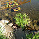 ЦИПЕРУС, СИТЬ - рослина для міні ставка, водної клумби, ставочка у вазоні, фото 4