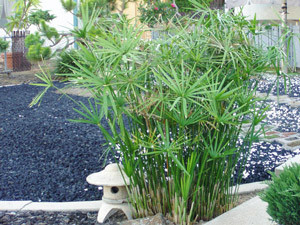 ЦИПЕРУС - растение для мини пруда, водной клумбы, прудика в вазоне - фото 6 - id-p1797626506