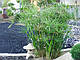 ЦИПЕРУС, СИТЬ - рослина для міні ставка, водної клумби, ставочка у вазоні, фото 6
