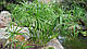 ЦИПЕРУС, СИТЬ - рослина для міні ставка, водної клумби, ставочка у вазоні, фото 7