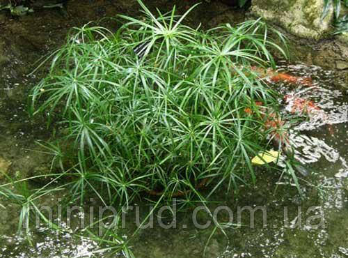 ЦИПЕРУС - растение для мини пруда, водной клумбы, прудика в вазоне - фото 8 - id-p1797626506