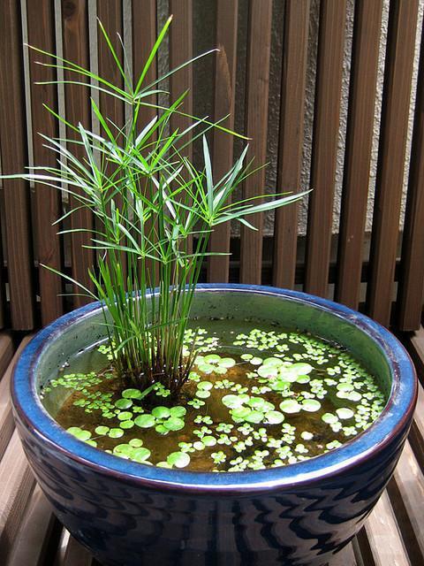 ЦИПЕРУС, СИТЬ - рослина для міні ставка, водної клумби, ставочка у вазоні