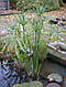 ЦИПЕРУС, СИТЬ - рослина для міні ставка, водної клумби, ставочка у вазоні, фото 9