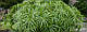 ЦИПЕРУС, СИТЬ - рослина для міні ставка, водної клумби, ставочка у вазоні, фото 10