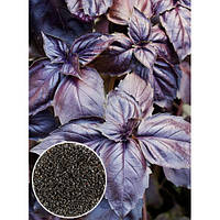 БАЗИЛІК ФІОЛЕТОВИЙ Мікрозелень, насіння органічні  для пророщування 15 г