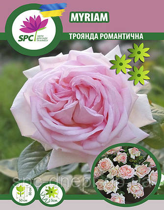 Троянда романтична Myriam, фото 1