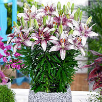 Цибулини ЛІЛІЯ горшкова Crossover (1 шт.)