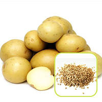 Семена картофеля (не клубни) Лада F1 Агромакси 0,01 грамма