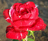 Троянд Гала. Чайно-гібридна троянда., фото 3