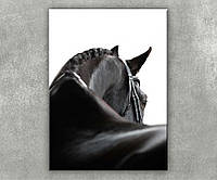 Картина лошадь Дикая и черная на белом фоне Вороные лошади печать на холсте 50x38cм