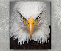 Картина вертикальная орёл на холсте Птица хищник дикие птицы на сером фоне Взгляд орла 60x46cм