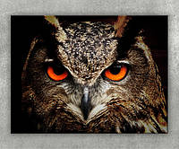 Картина филин на холсте хищник Сова на тёмном фоне Красивые глаза у птицы