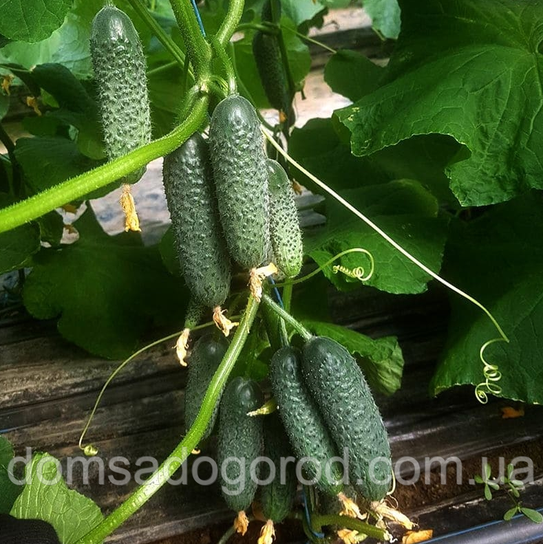 Огірок Кассіус F1 Іннова Сідс | Innova Seeds 100 шт