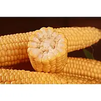 Семена кукурузи Сентис F1, 4000 семян на 6 соток, семена кукурузы Sh2 среднеспелой 78-80 дн., Мнагор