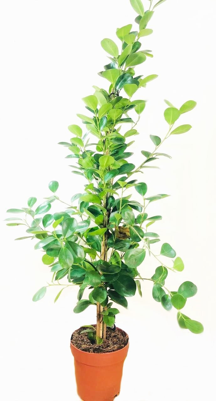 Фикус Rovinsky Garden Mi Moclame 80-90 См 19 См — в Категории ...