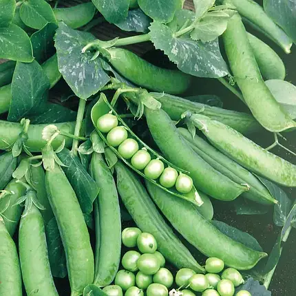 Насіння гороху Преладо (Plerado) Syngenta 100000, фото 1