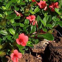 Барлерия красная (Комнатное растение, укорененный черенок в горшке), Barleria red