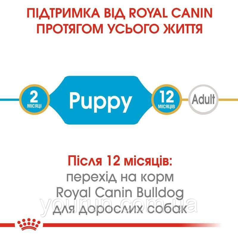 Royal Canin BULLDOG Puppy - корм для щенков английского бульдога 12кг. - фото 8 - id-p91955149