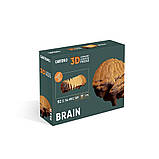Картонний конструктор "Cartonic 3D Puzzle BRAIN" CARTBRAIN  1 шт., фото 5