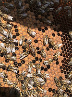 Бджоломатки  Карніка 2024 з відводків