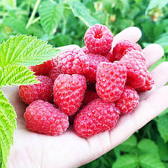 Малина Феномен, літній сорт