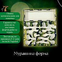 Мурашина ферма стартовий набір Mini + Мурахи Messor structor Спіл, фото 4
