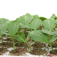 Семена подвоя Титан F1 (для дыни и арбуза), семян 500